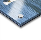 Little Birdie at Fishermans Wharf - San Francisco - 4 Acrylic print