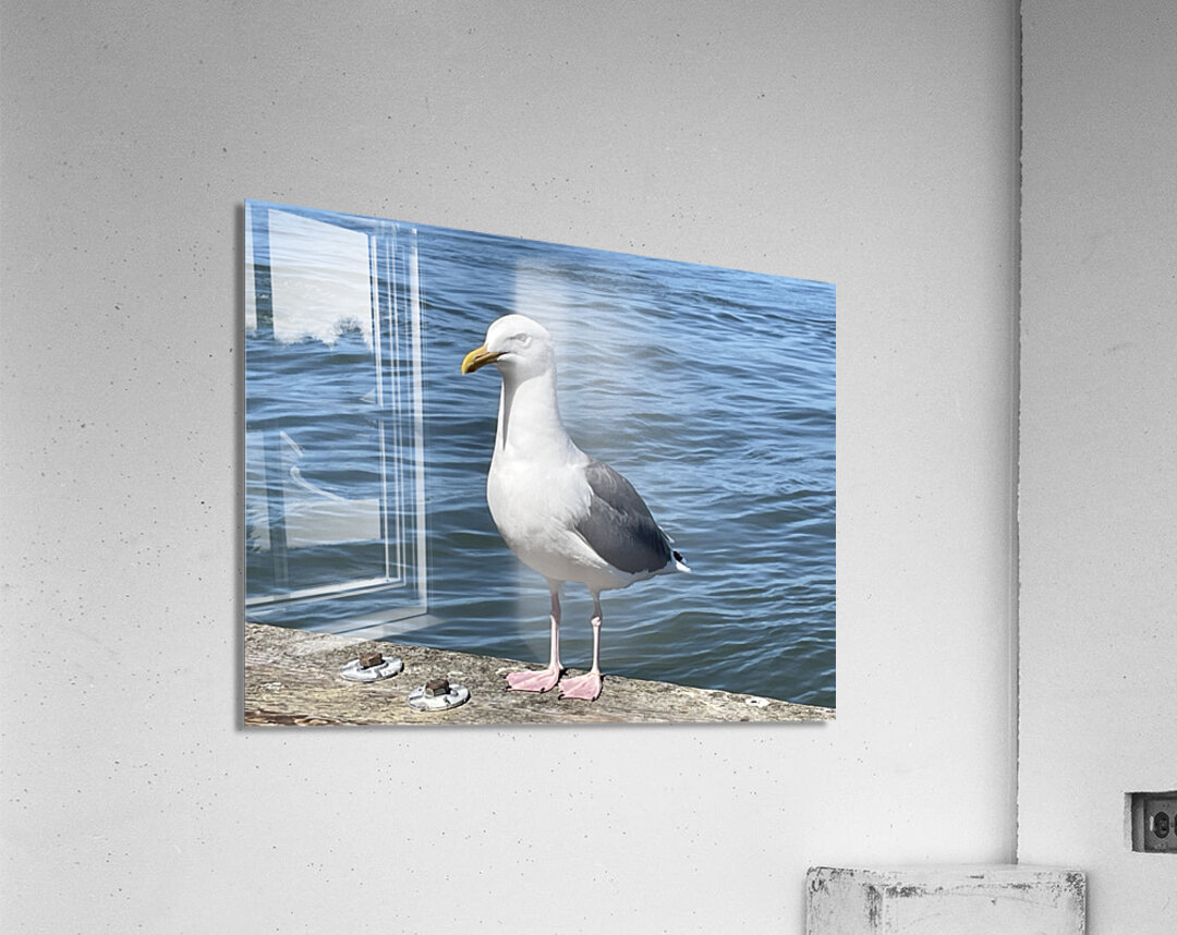 Little Birdie at Fishermans Wharf - San Francisco - 2 Acrylic Print