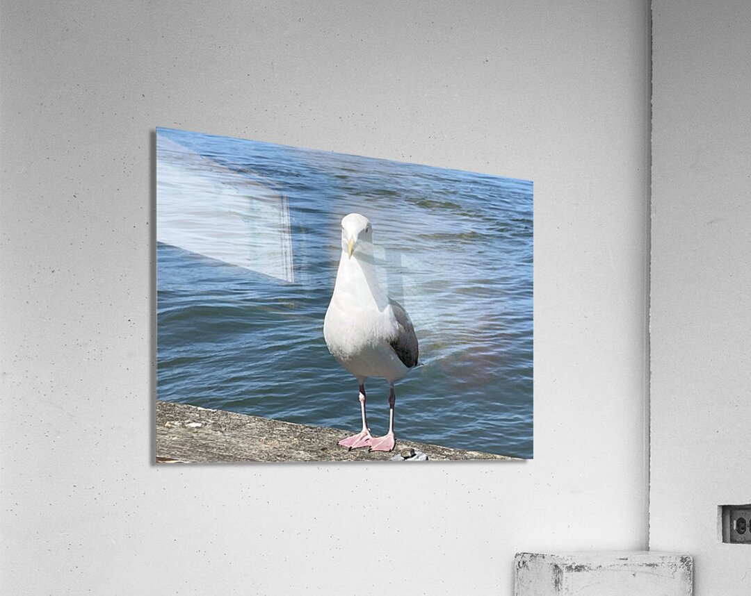 Little Birdie at Fishermans Wharf - San Francisco - 4 Acrylic Print