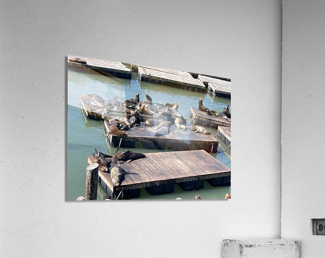 The Sea Lions at Fishermans Wharf - San Francisco Acrylic Print