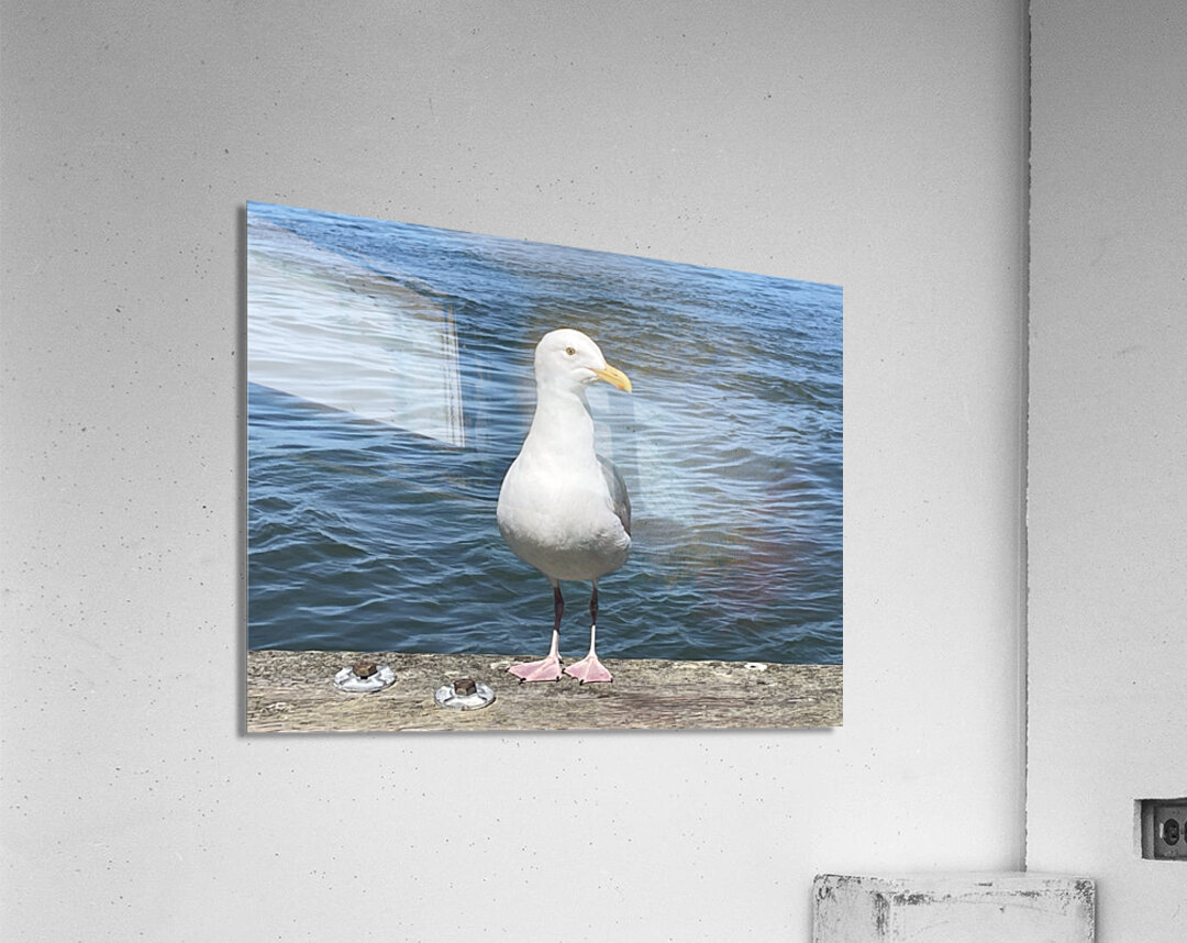 Little Birdie at Fishermans Wharf - San Francisco - 1 Acrylic Print