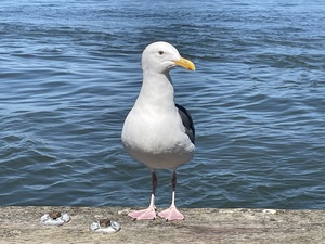 Little Birdie at Fishermans Wharf - San Francisco - 1