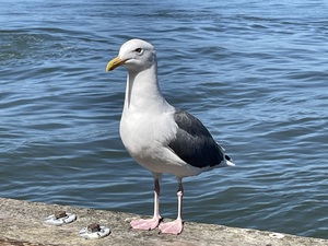 Little Birdie at Fishermans Wharf - San Francisco - 2