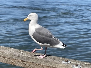 Little Birdie at Fishermans Wharf - San Francisco - 3