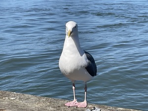 Little Birdie at Fishermans Wharf - San Francisco - 4