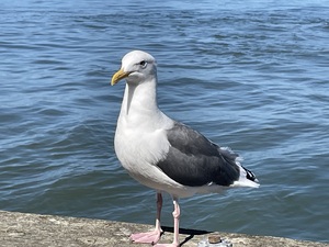 Little Birdie at Fishermans Wharf - San Francisco - 5