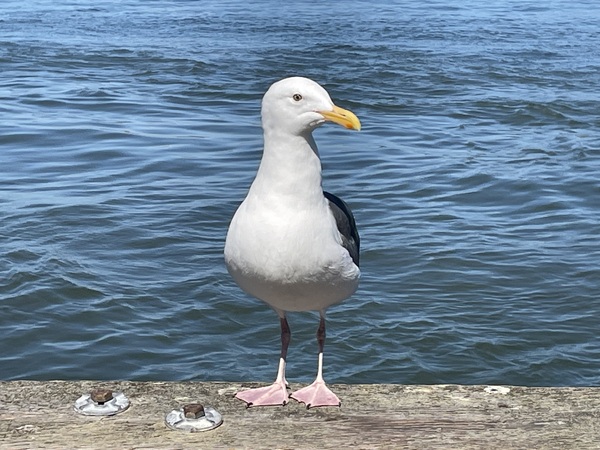 Little Birdie at Fishermans Wharf - San Francisco - 1 Print