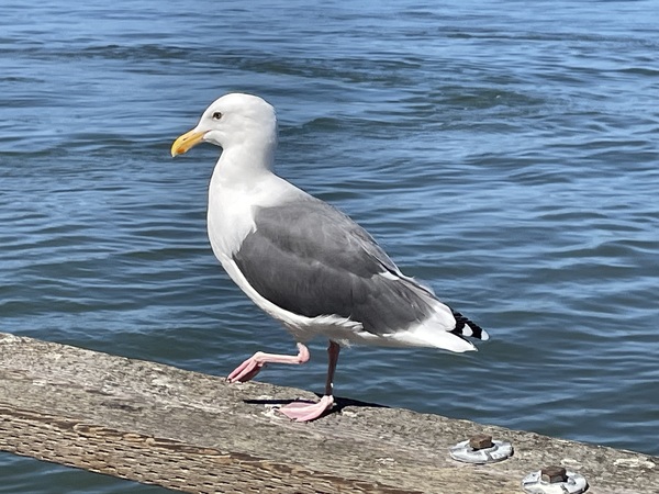 Little Birdie at Fishermans Wharf - San Francisco - 3 Print