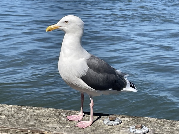 Little Birdie at Fishermans Wharf - San Francisco - 6 Print