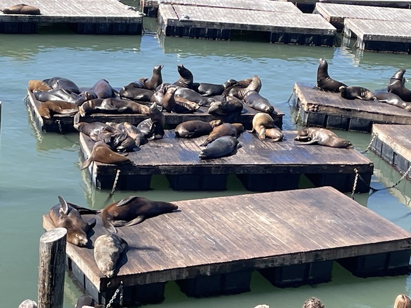The Sea Lions at Fishermans Wharf - San Francisco Print