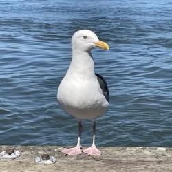 Little Birdie at Fishermans Wharf - San Francisco - 1