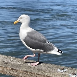 Little Birdie at Fishermans Wharf - San Francisco - 3