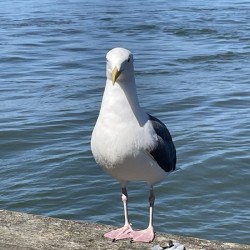 Little Birdie at Fishermans Wharf - San Francisco - 4