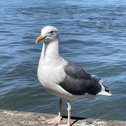 Little Birdie at Fishermans Wharf - San Francisco - 5