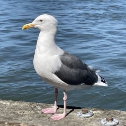 Little Birdie at Fishermans Wharf - San Francisco - 6