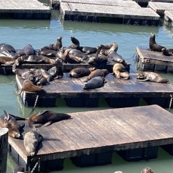 The Sea Lions at Fishermans Wharf - San Francisco