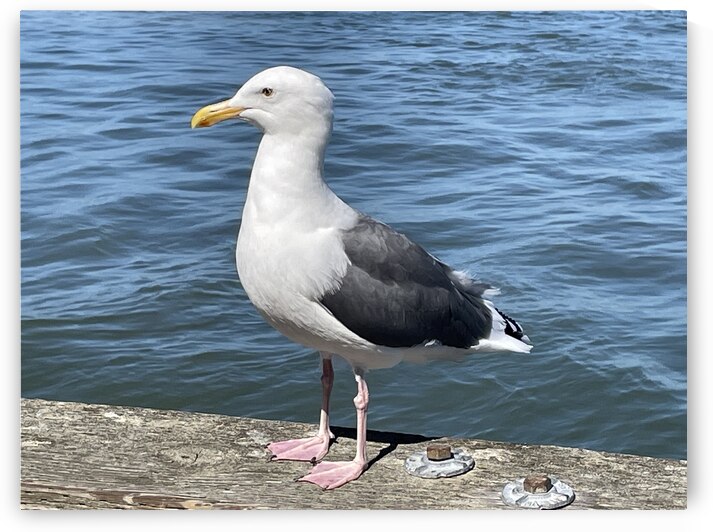 Little Birdie at Fishermans Wharf - San Francisco - 6 by mouserack