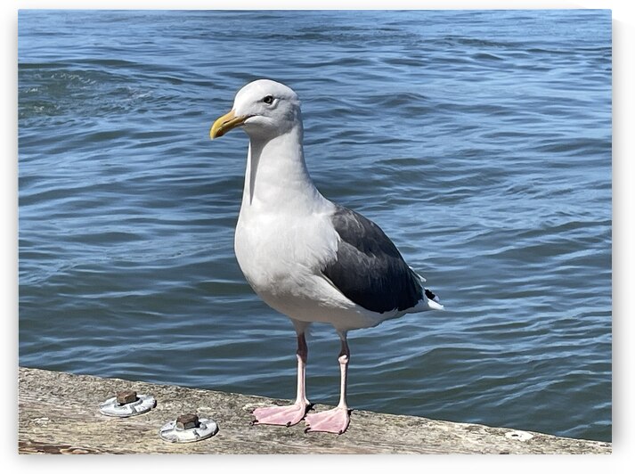 Little Birdie at Fishermans Wharf - San Francisco - 2 by mouserack