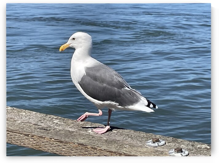 Little Birdie at Fishermans Wharf - San Francisco - 3 by mouserack
