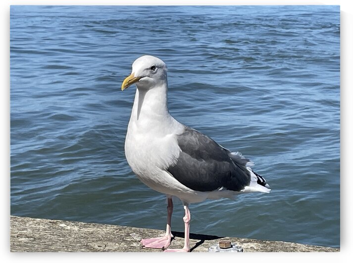 Little Birdie at Fishermans Wharf - San Francisco - 5 by mouserack