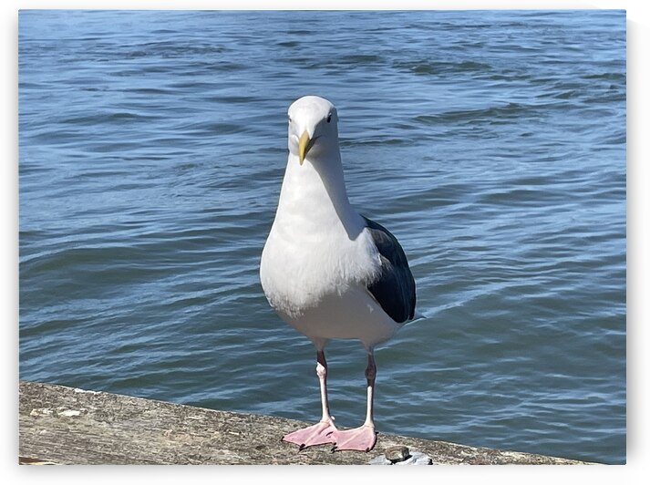 Little Birdie at Fishermans Wharf - San Francisco - 4 by mouserack