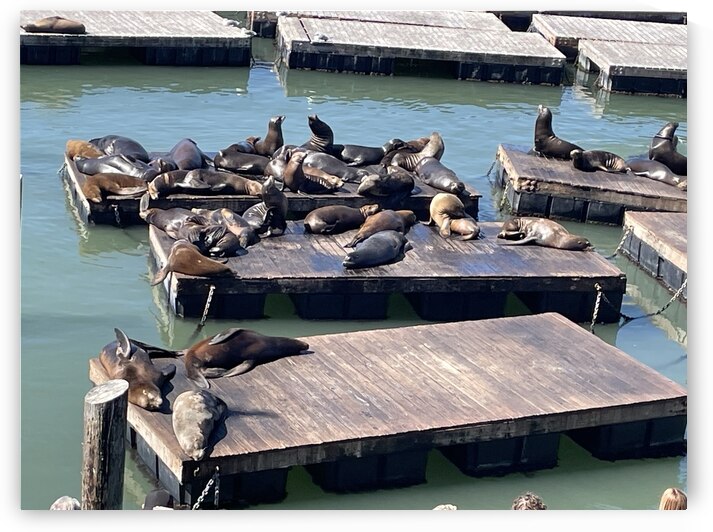 The Sea Lions at Fishermans Wharf - San Francisco by mouserack