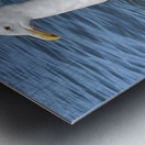 Little Birdie at Fishermans Wharf - San Francisco - 6 Metal print