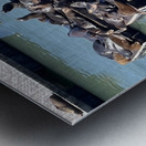 The Sea Lions at Fishermans Wharf - San Francisco Metal print