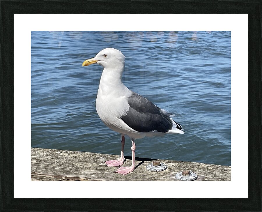 Little Birdie at Fishermans Wharf - San Francisco - 6 Picture Frame print