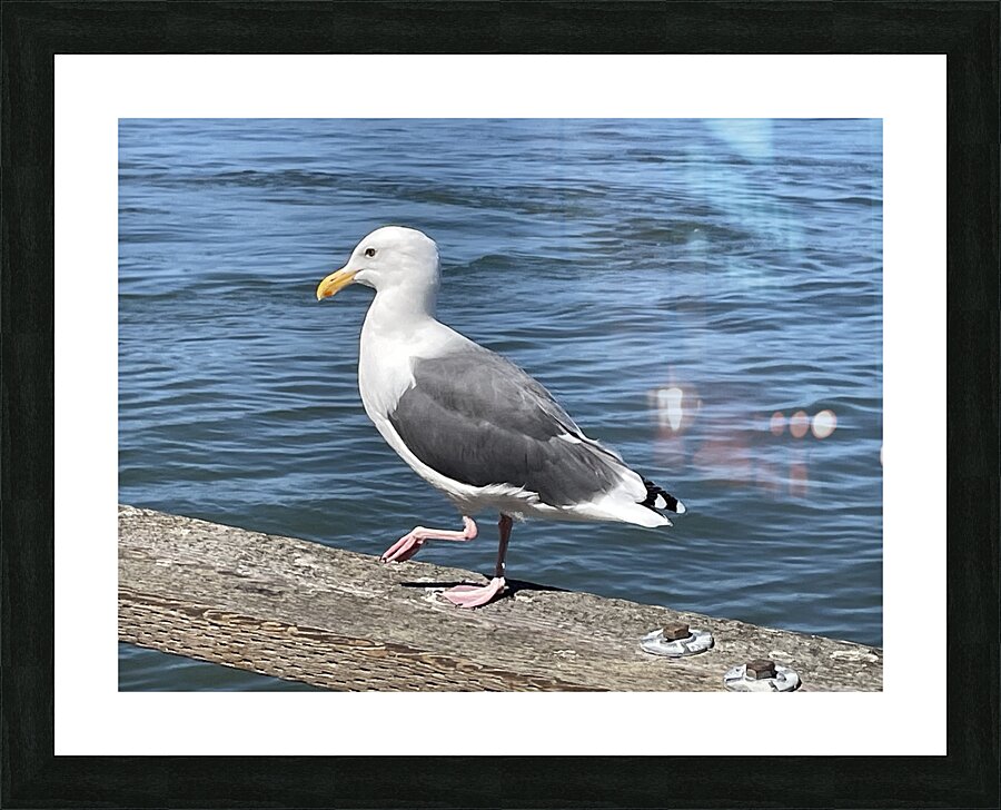 Little Birdie at Fishermans Wharf - San Francisco - 3 Picture Frame print