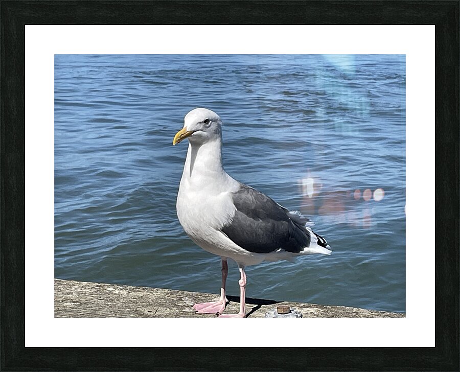 Little Birdie at Fishermans Wharf - San Francisco - 5 Picture Frame print