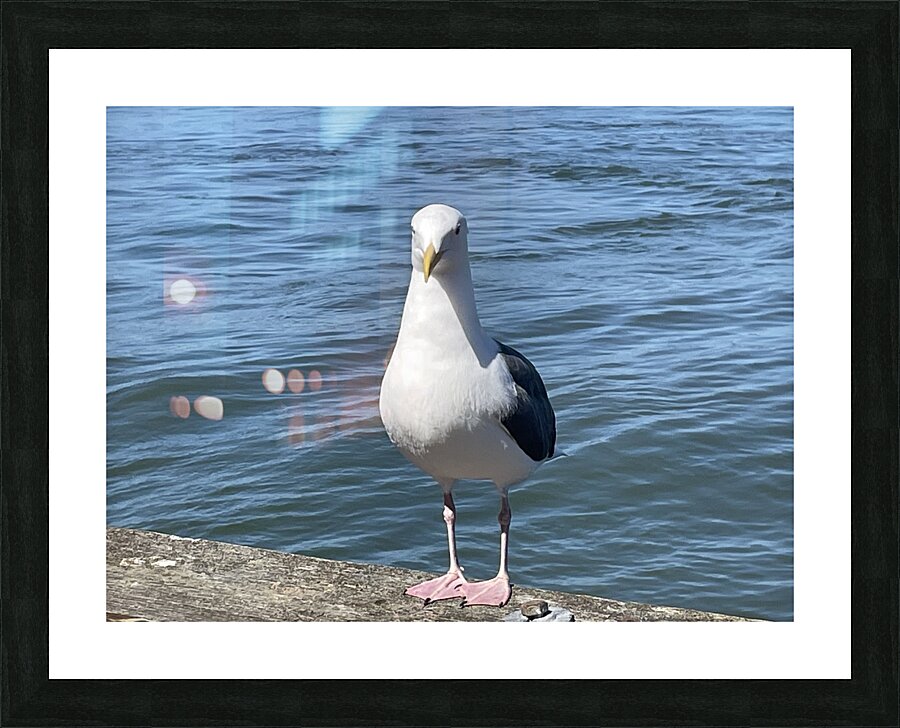 Little Birdie at Fishermans Wharf - San Francisco - 4 Picture Frame print