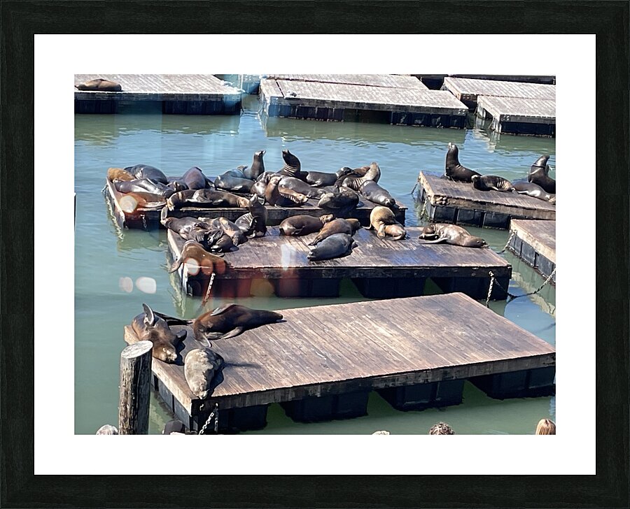 The Sea Lions at Fishermans Wharf - San Francisco Picture Frame print