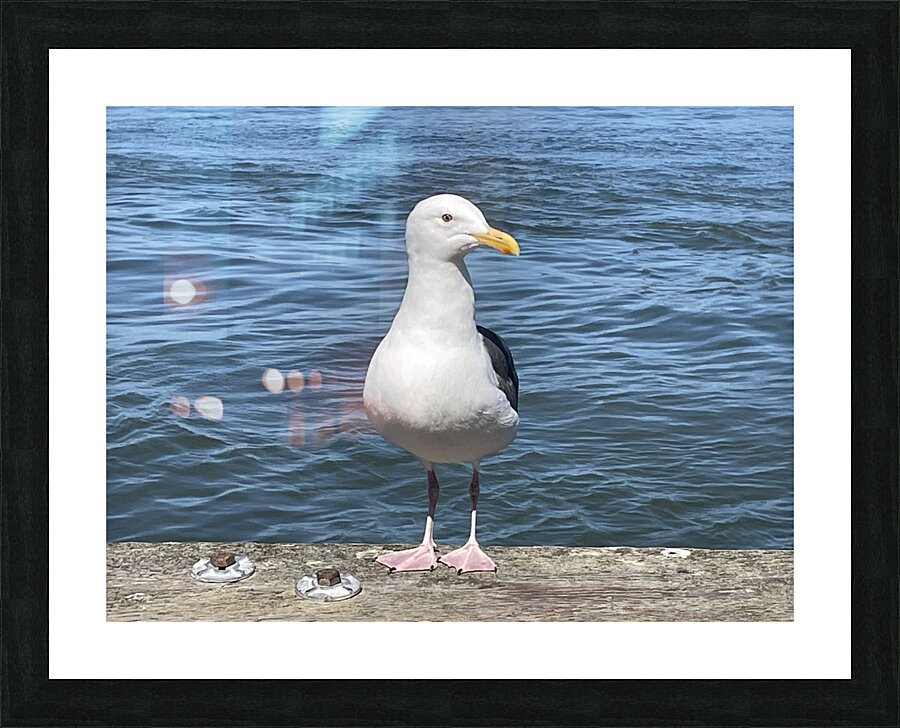 Little Birdie at Fishermans Wharf - San Francisco - 1 Picture Frame print