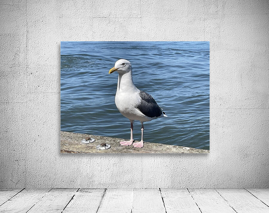 Little Birdie at Fishermans Wharf - San Francisco - 2 Wall Preview