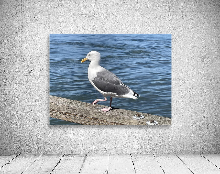 Little Birdie at Fishermans Wharf - San Francisco - 3 Wall Preview