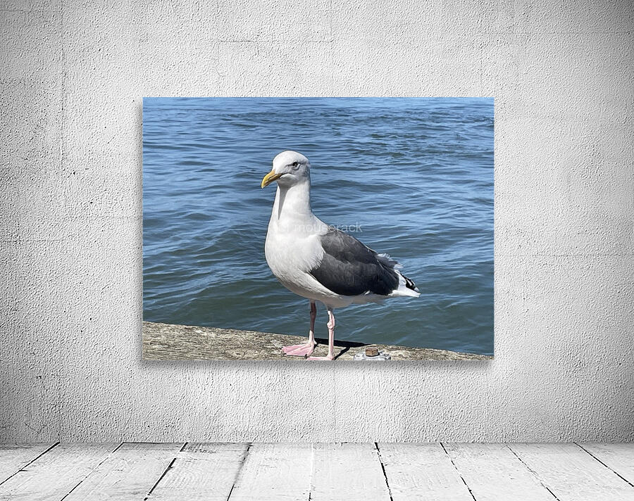 Little Birdie at Fishermans Wharf - San Francisco - 5 Wall Preview