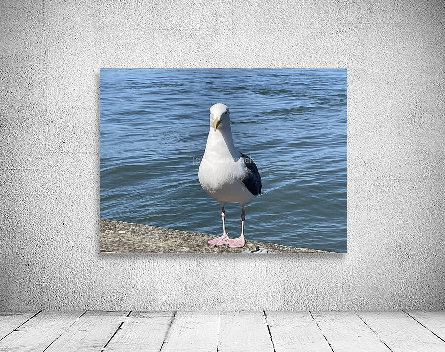 Little Birdie at Fishermans Wharf - San Francisco - 4 Wall Preview