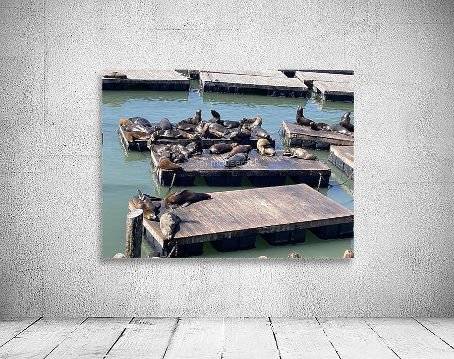 The Sea Lions at Fishermans Wharf - San Francisco Wall Preview