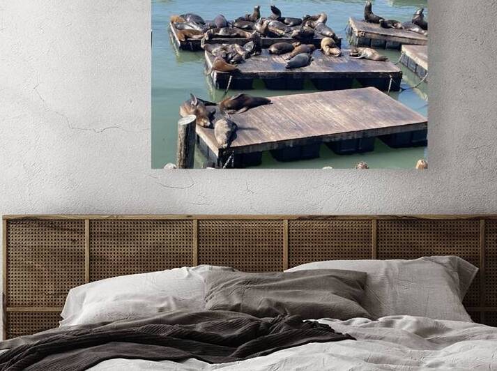 The Sea Lions at Fishermans Wharf - San Francisco by mouserack