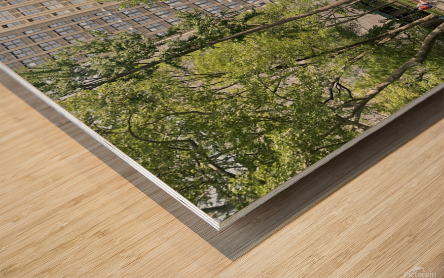 Madison Park -  New York 1 Wood print