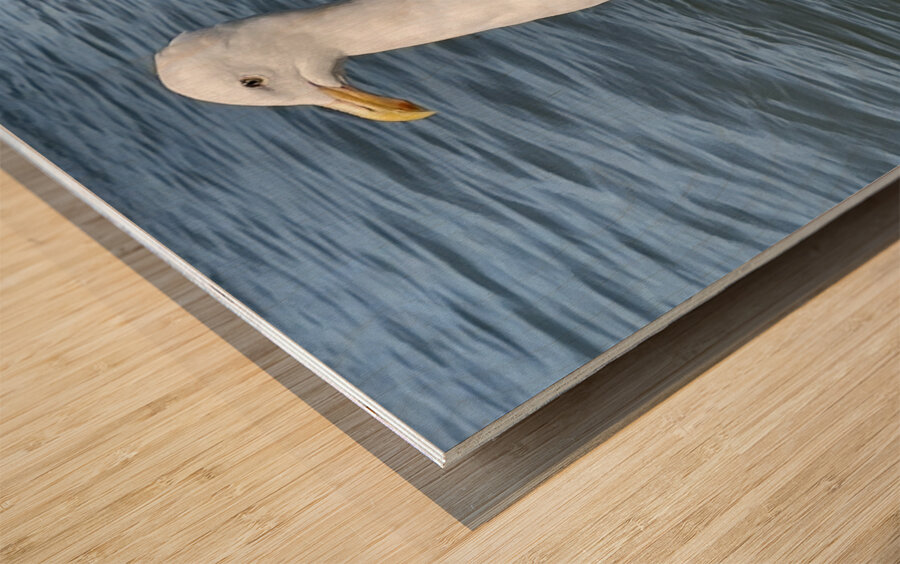 Little Birdie at Fishermans Wharf - San Francisco - 6 Wood print