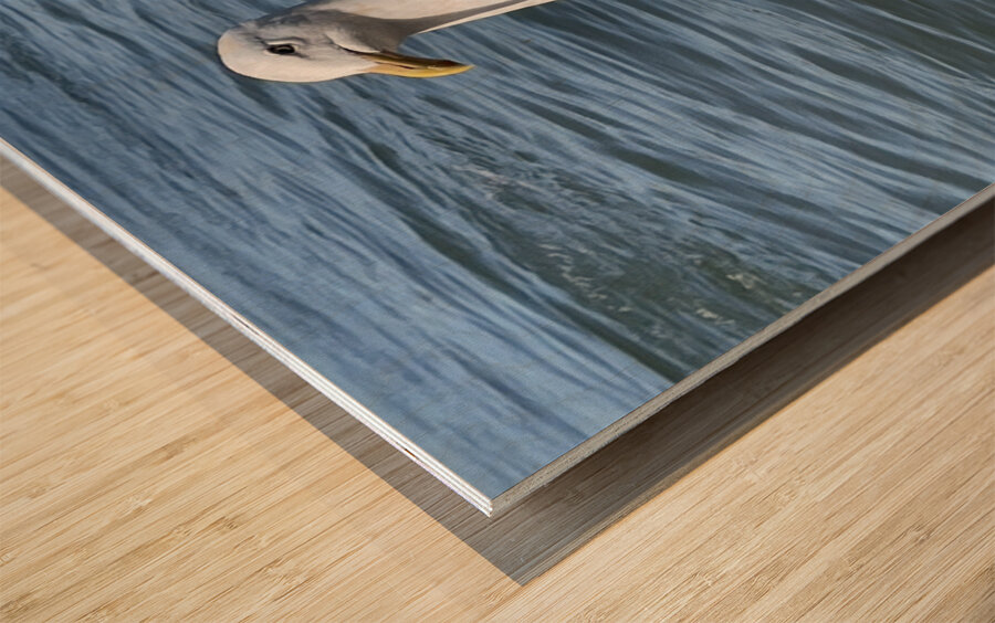 Little Birdie at Fishermans Wharf - San Francisco - 2 Wood print