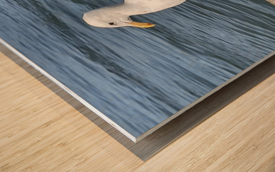 Little Birdie at Fishermans Wharf - San Francisco - 3 Wood print