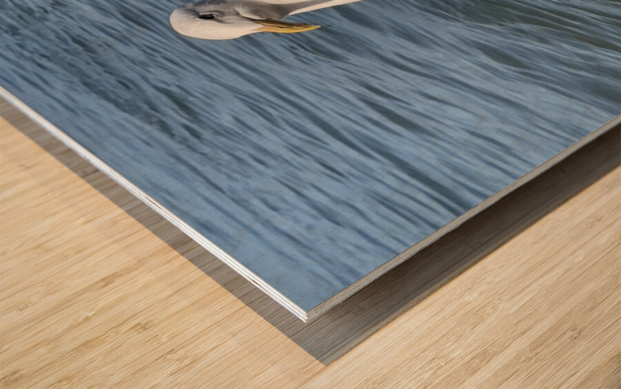 Little Birdie at Fishermans Wharf - San Francisco - 5 Wood print