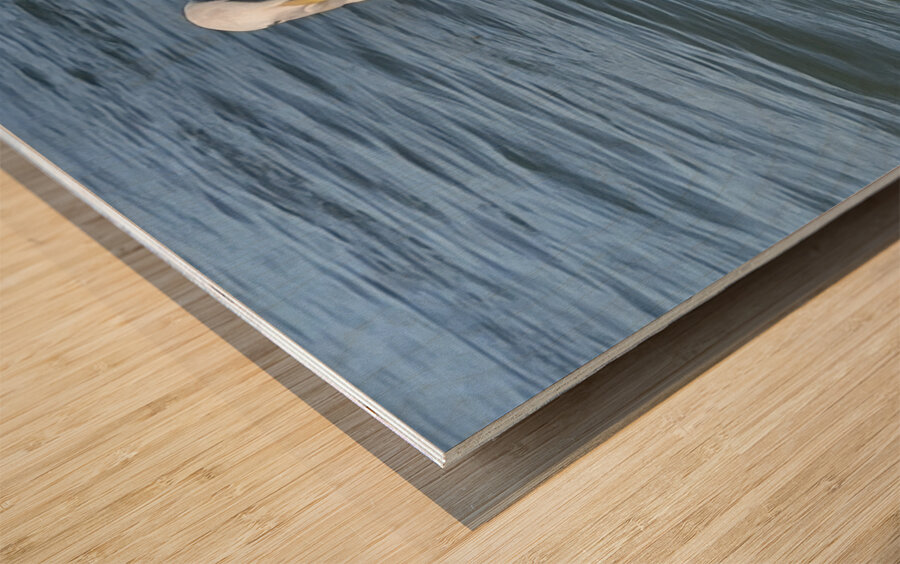 Little Birdie at Fishermans Wharf - San Francisco - 4 Wood print