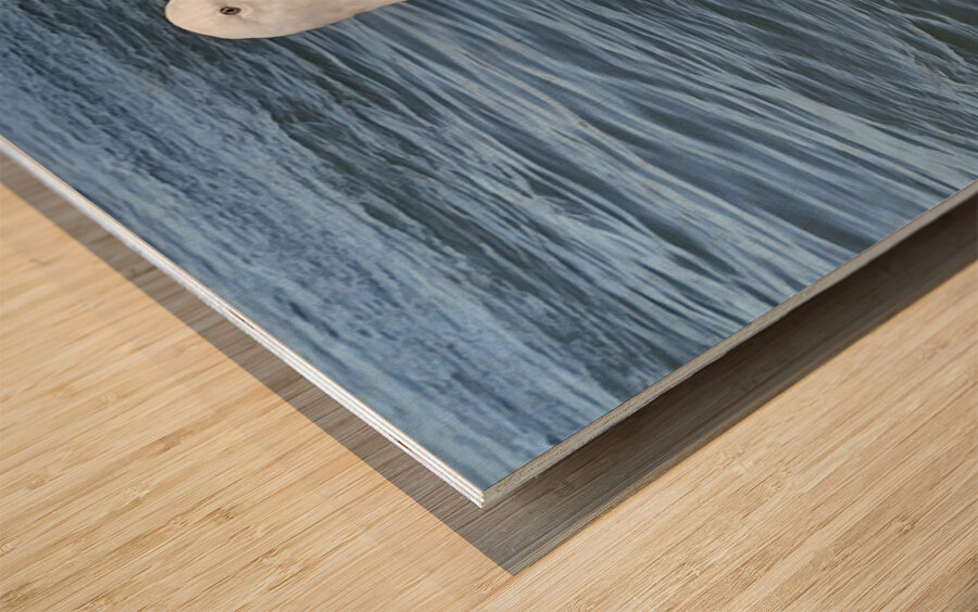 Little Birdie at Fishermans Wharf - San Francisco - 1 Wood print